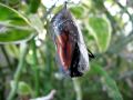 monarch butterfly emerging from chrysalis