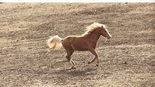 How’s Our Horse Herd Doing? - Homestead Horsemanship Update