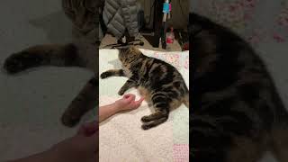 Not In The Mood For Belly Tickles