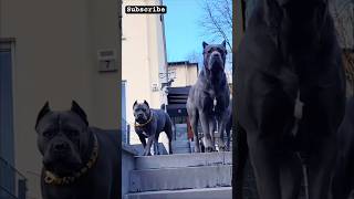 You Have This Dog, Your Safety Is Ured