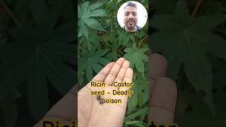 Ricin In Castor Seed - Deadly Poison