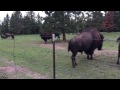 Bison Mating Call Growl