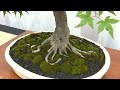 Royal botanical gardens 2010 canadian bonsai exhibition
