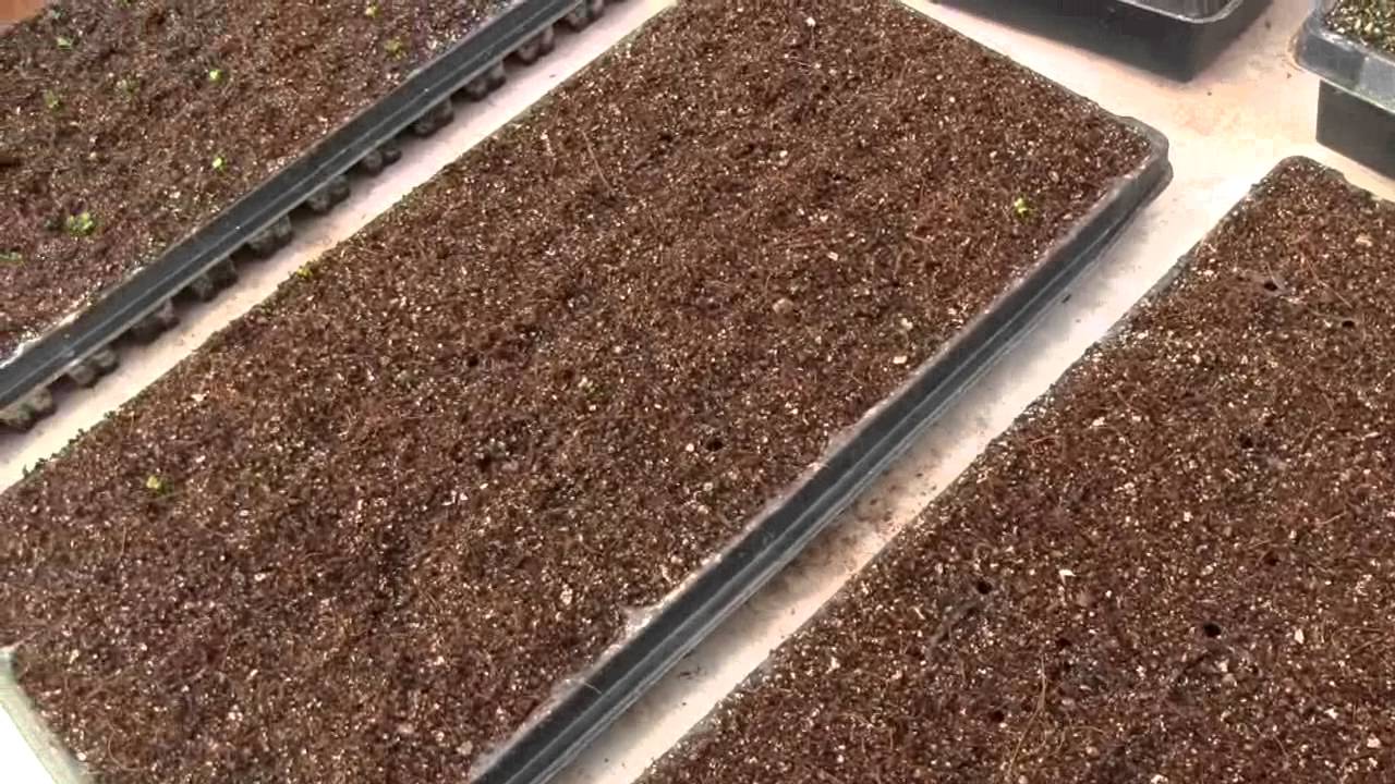  Germination Chamber for Passive Solar Aquaponic Greenhouse - YouTube