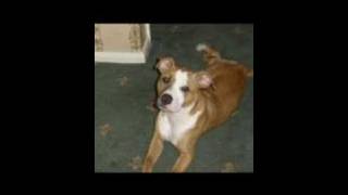 Rosie The Staffy Dvd