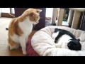 猫寝床の戦い - Cat Battle for Bed -