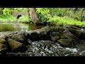 1 hour Nature Sounds-Birds Singing-Relaxing Sound of Water-Relaxation-Meditation-Johnnie Lawson
