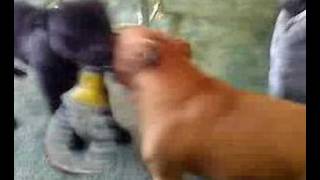 Staffordshire Bullterriers Dempsey & Alfie 2