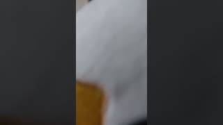 The Stuff That Scorbunny Was To Poop