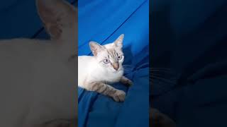 Gata Gatosa