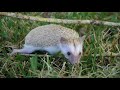 hedgehog