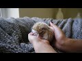 hedgehog