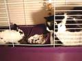 I'm a RABBIT! You're a CAT! Outta MY Cage!!! Video