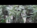 How to: LST Your Cannabis Plant s2 (+Update)