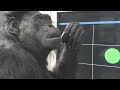 A day in the life of Matata, Great Ape Trust bonobo matriarch