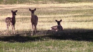 Baby deer a year after the rescue and release