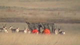 Cow Decoy For Antelope
