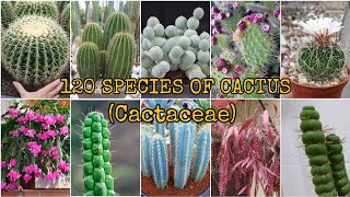 120 SPECIES OF CACTUS (Cactaceae)