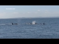 EPIC Killer Whale encounter at Lime Kiln State Park 6/3/14 Jpod and the L12's
