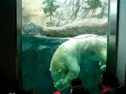旭山動物園の白くま④
