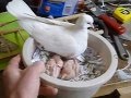 Ringneck Doves Make Great Parents