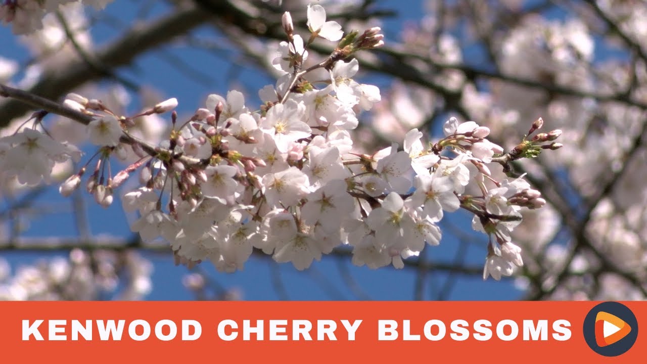 “几乎神奇”:Kenwood ' s Cherry Blossom吸引游客