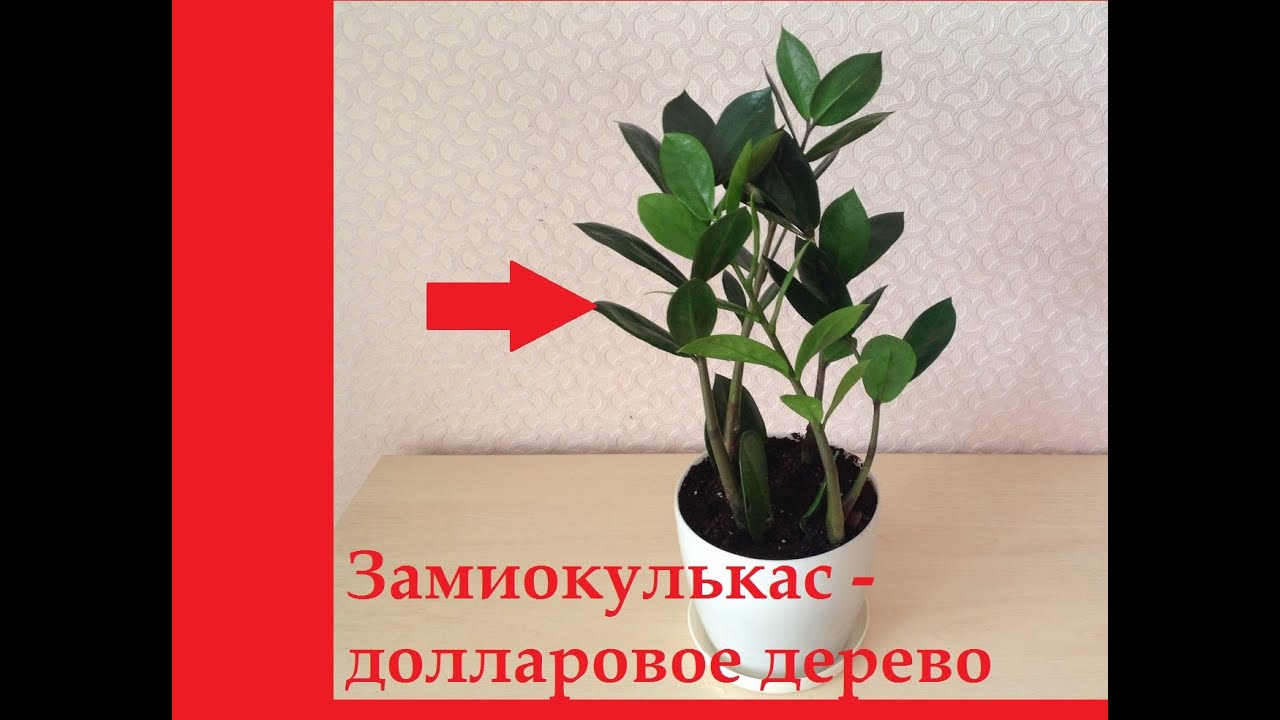 Как рассадить долларовое дерево в домашних условиях пошагово Как рассадить долларовое дерево в домашних условиях пошагово