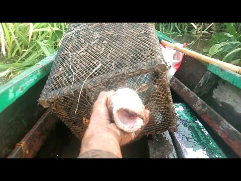 CEK BUBU IKAN BETUTU umpan buah sawit yang di bungkus