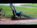 Wild Peacock Mating Intercourse (RARE)