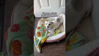 How To Keep Dogs Safe In The Sun The Pack