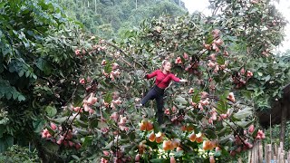 With Daughter Harvesting 100Kg Roi Fruit Goes To Market Sell - Giang Thi Ca