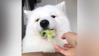 ASMR Dog Reviewing Different Types of Food I MAYASMR