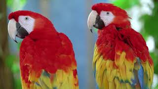 Papağanlar Hakkında Genel Bilgiler -  Pratik Bilgi Bankası
