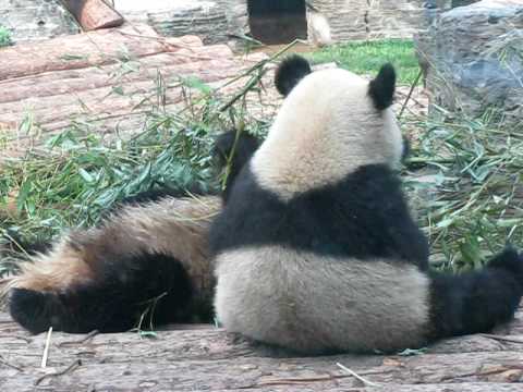北京動物園の出張パンダさんたち　その５