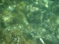 Mittelmeer Muräne