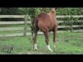 Horsey Butt Itch! (Cute, Win, or Fail?)