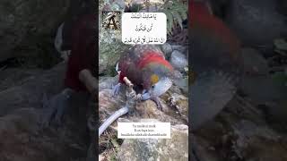 Ya Malikul Mulk Kun Fayakun Parhlain Har Tarah K Mushkil Hal