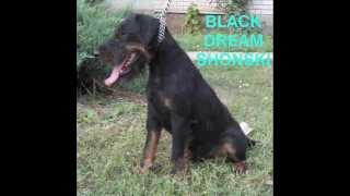 German Hunting Terrier - Kennel Shonski - Deutscher Jagdterrier