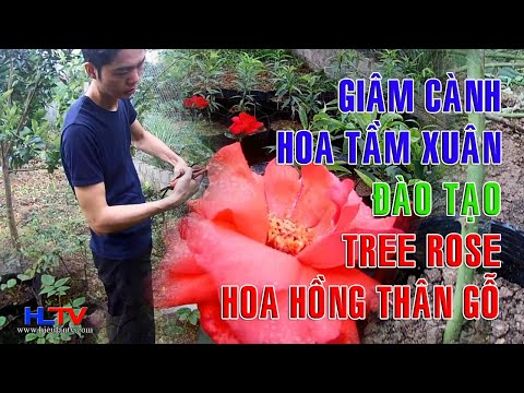 Giâm cành hoa Tầm Xuân để đào tạo một cây Hoa Hồng thân gỗ, TreeRose, quá dễ, ai cũng có thể làm.