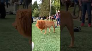 Aslan Görünümlü Köpek