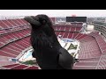 Stadium Series webcam surprise visitor