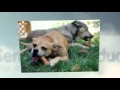 Keeping Your Dog Healthy With Dog Food Supplements & Other Products