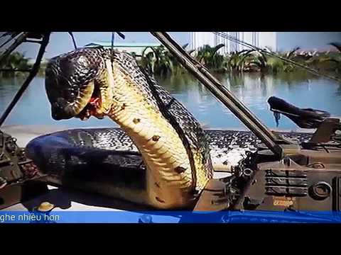 Mơ thấy rắn khổng lồ - nếu mơ thấy 1 đêm nữa bạn sẽ gặp họa