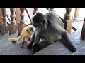 Playful Orange Baby Monkey On The Stairs (Silver Leaf Monkey) - National Park in Borneo. 1080p HD