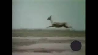 Joe Raposo Its A Gazelle