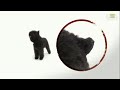 Dogs 101 - Bouvier Des Flandres