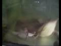 image Ikan Kepala Ganjil Kuasa Allah Swt
