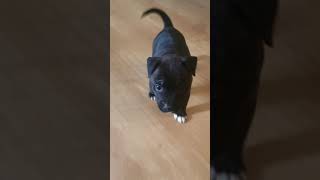 My Staffy Pup Sid Staffordshire Bull Terrier At 6 Weeks