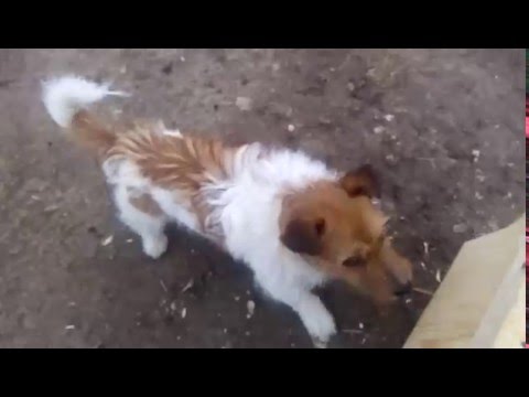 ягдтерьер может ловить крыс ягдтерьер может ловить крыс