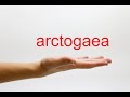 How to Pronounce arctogaea - American English #2 How to Pronounce arctogaea - American English #2